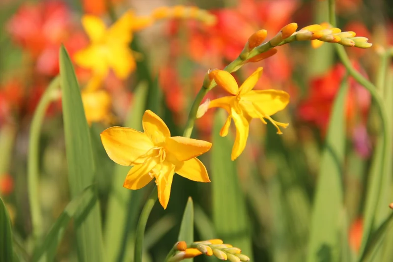 Crocosmia x crocosmiiflora 'Buttercup' (Montbretie)