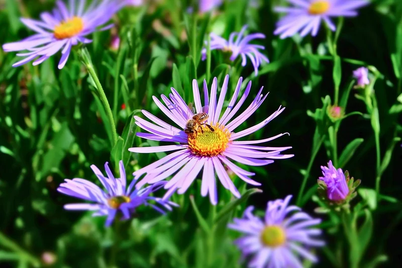 Aster amellus 'Dr. Otto Petschek' (Sommeraster)