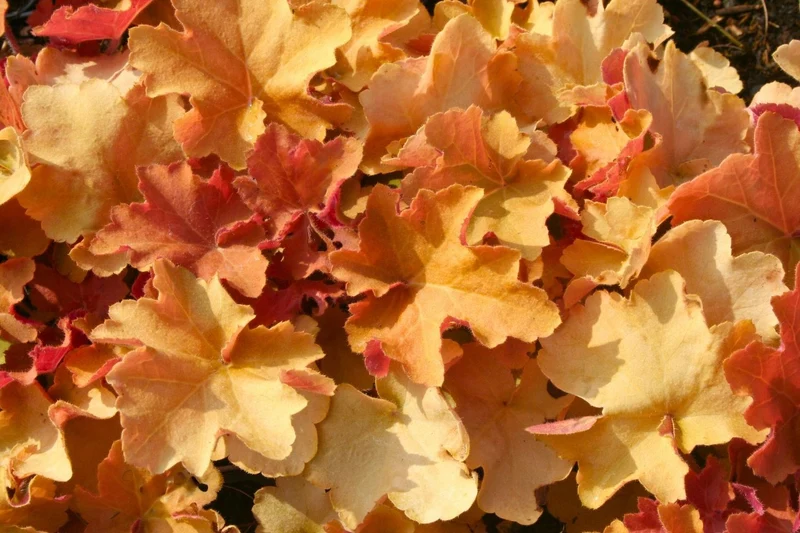 Heuchera 'Kassandra' (Purpurglöckchen)