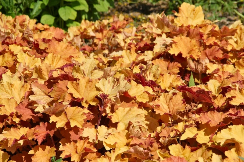 Heuchera 'Kassandra' (Purpurglöckchen)
