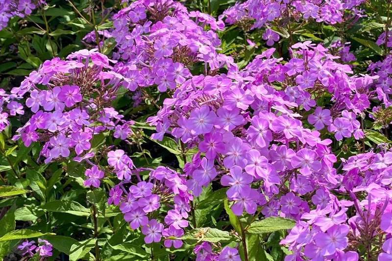 Phlox paniculata 'JS Queen Paola' ® (Hohe Flammenblume)