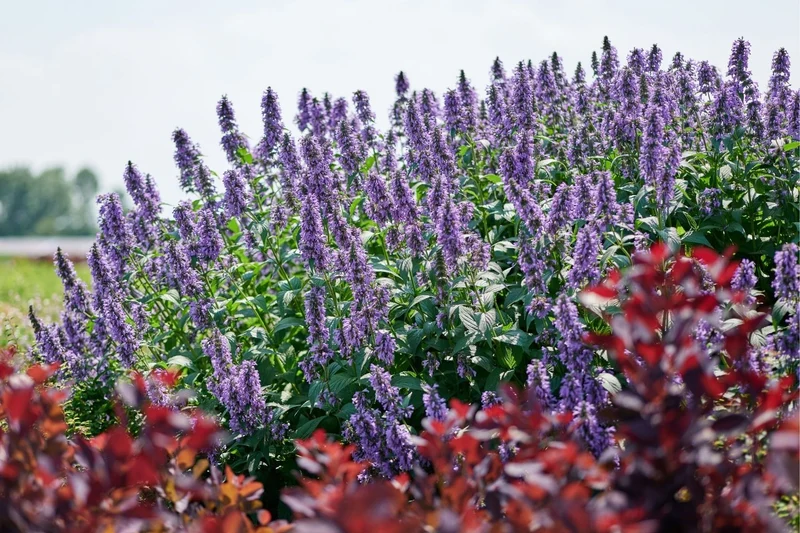 Nepeta 'Magical Mr. Blue Sky' (Großblumige Katzenminze)