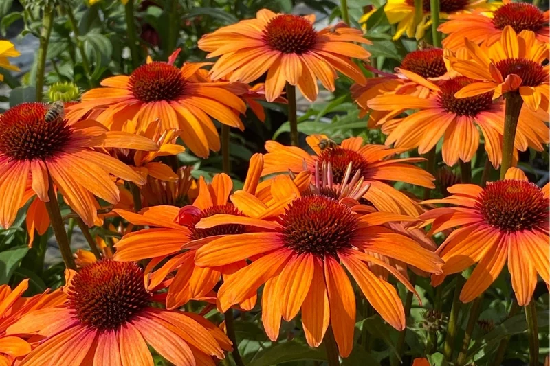 Echinacea 'SunSeekers Clementine' ® (Scheinsonnenhut)