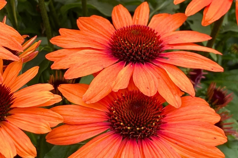 Echinacea 'SunSeekers Clementine' ® (Scheinsonnenhut)