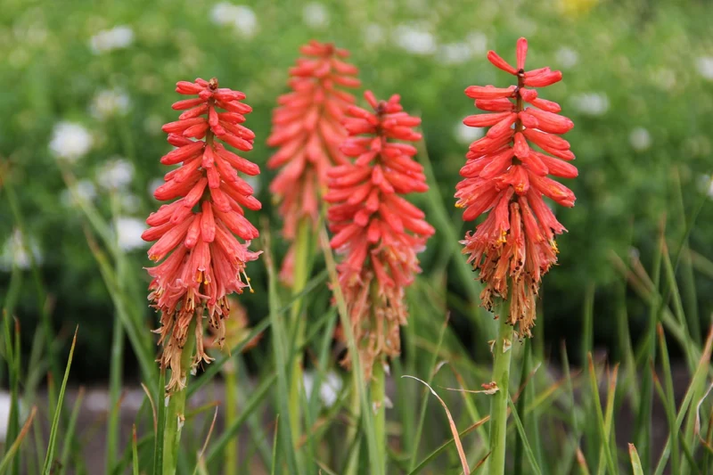 Kniphofia 'Redhot Popsicle' (Garten-Fackellilie)