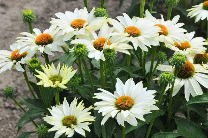 Echinacea 'JS Ivo's Poem'® (Scheinsonnenhut)