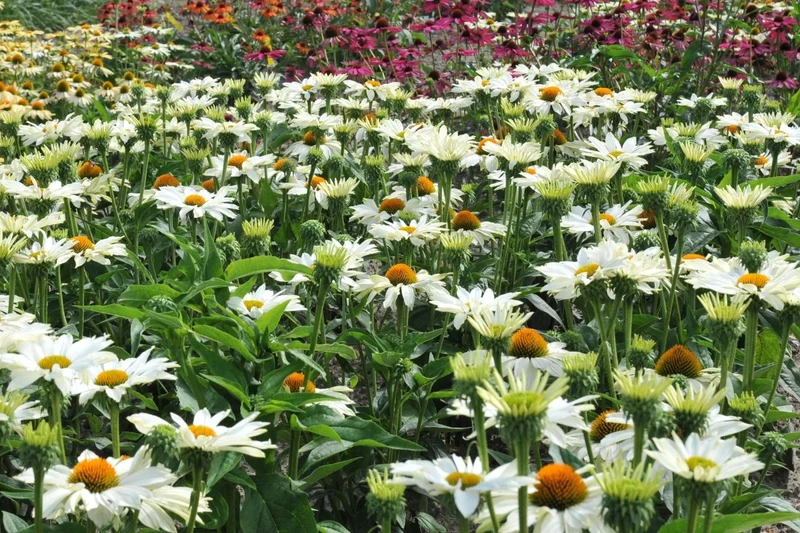 Echinacea 'JS Ivo's Poem'® (Scheinsonnenhut)