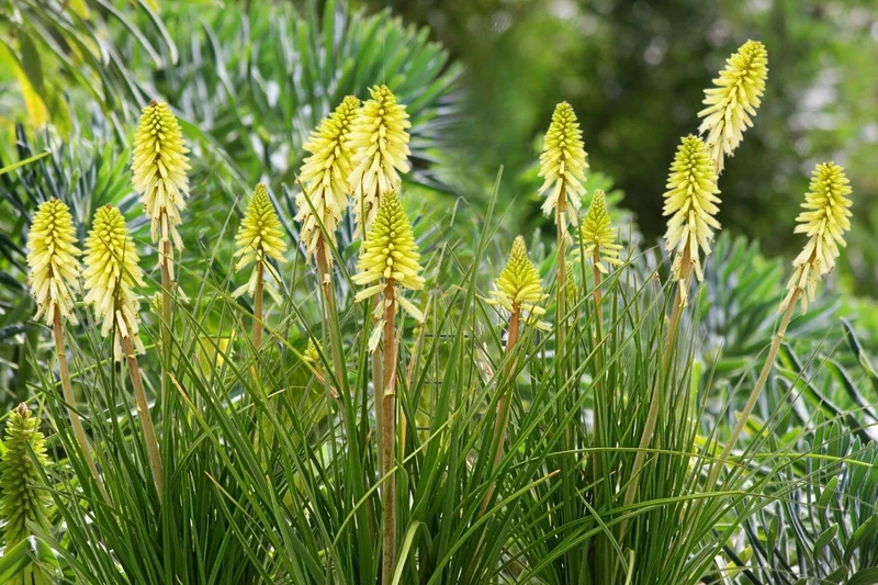 Kniphofia 'Poco Citron' (Fackellilie)
