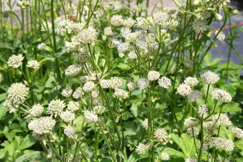 Astrantia major 'Snow Star' (Sterndolde)
