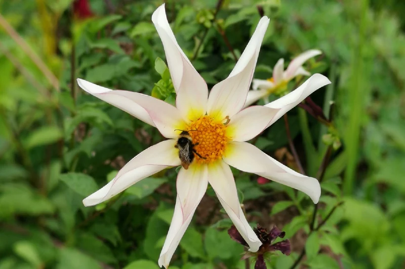 Dahlia 'Honka Fragile' (Orchideenblütige Dahlie)