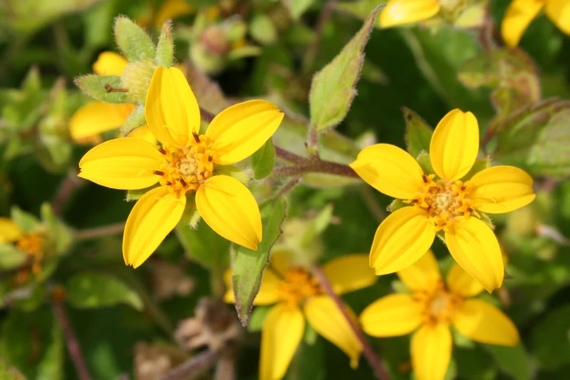 Chrysogonum virginianum (Goldkörbchen)