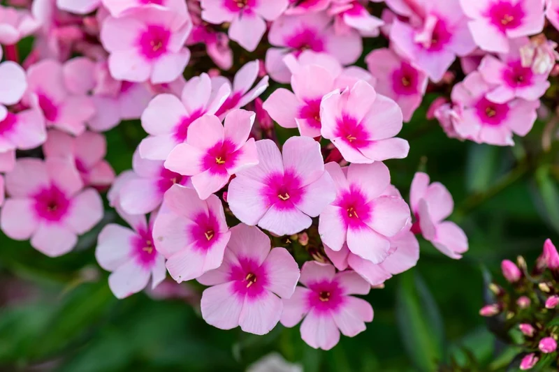 Phlox paniculata 'Bright Eyes' (Hohe Flammenblume)