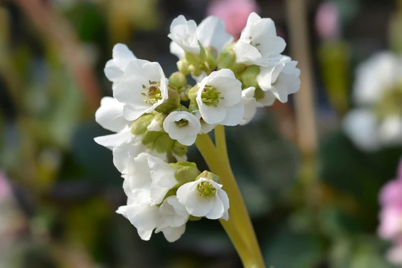 Bergenia 'Bressingham White' (Garten-Bergenie)