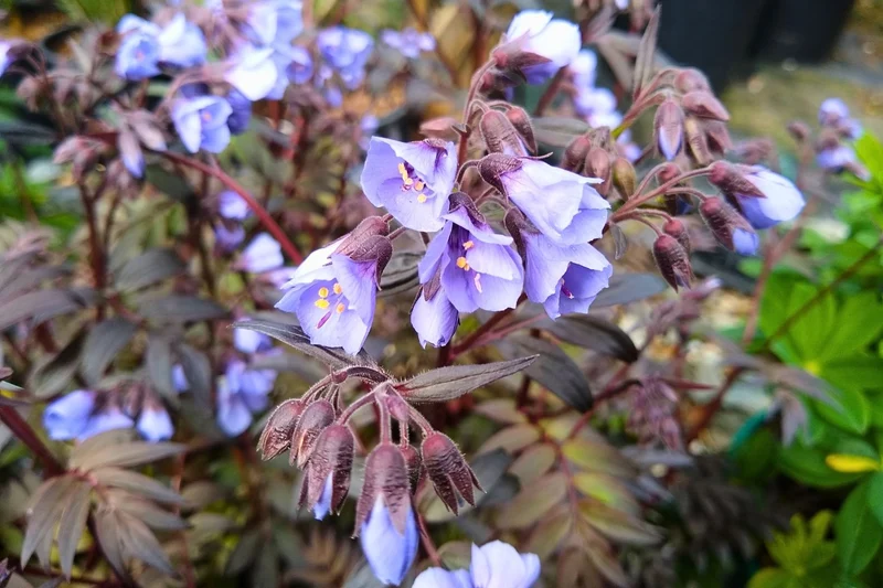 Polemonium yezoense 'Purple Rain Strain' (Jakobsleiter)