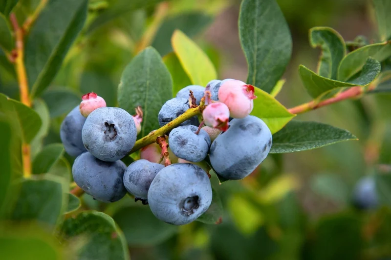 Vaccinium corymbosum 'Bluecrop' (Heidelbeere)