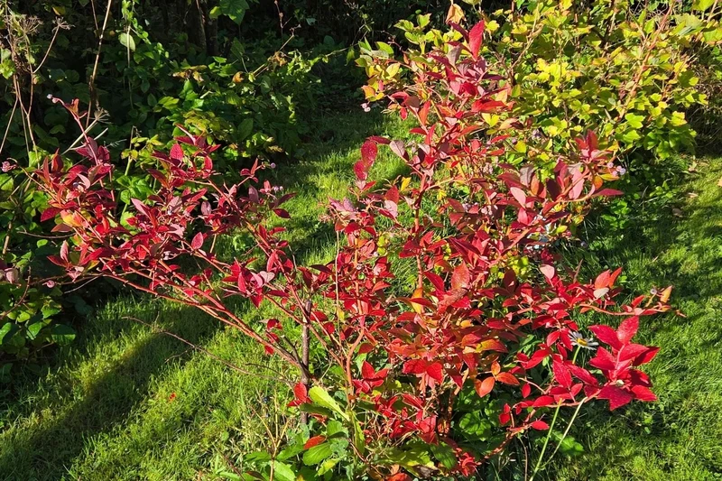 Vaccinium corymbosum 'Bluecrop' (Heidelbeere)