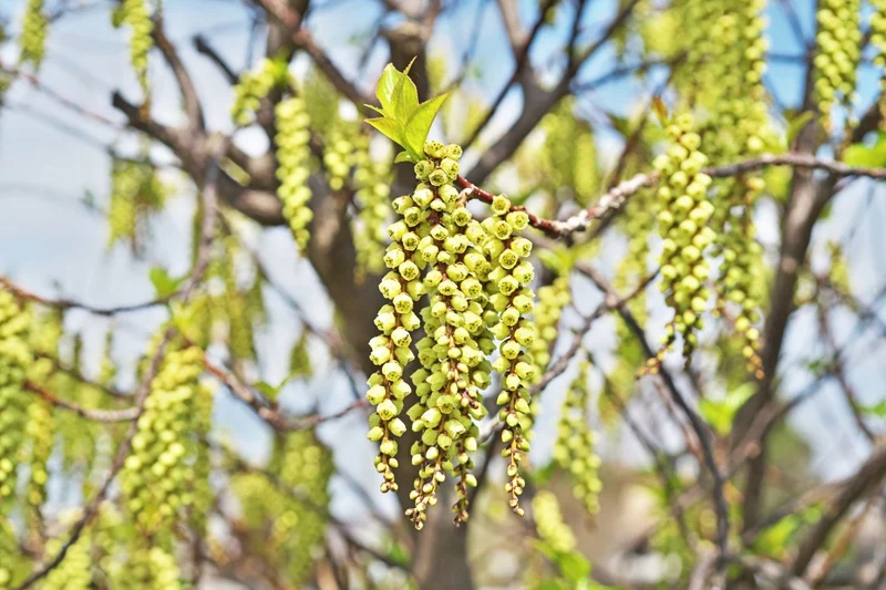 Stachyurus chinensis 'Celina' (Perlschweif)