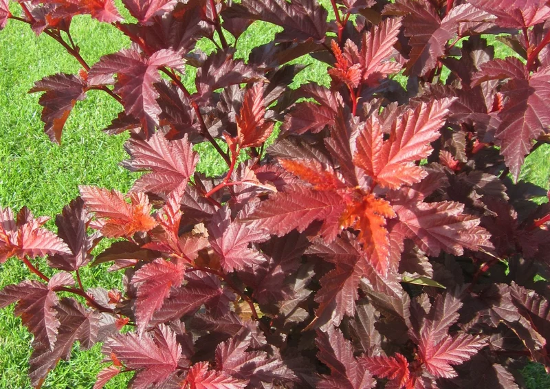 Physocarpus opulifolius 'Little Angel' ® (Virginia-Blasenspiere)