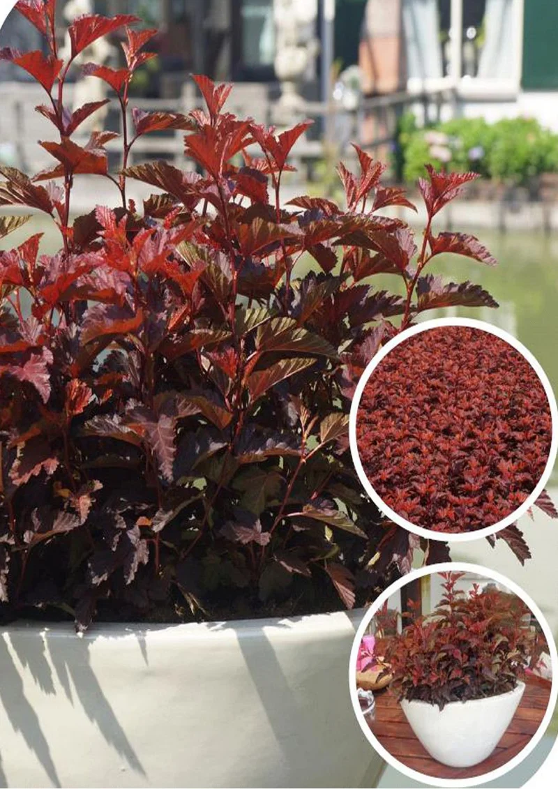Physocarpus opulifolius 'Little Angel' ® (Virginia-Blasenspiere)