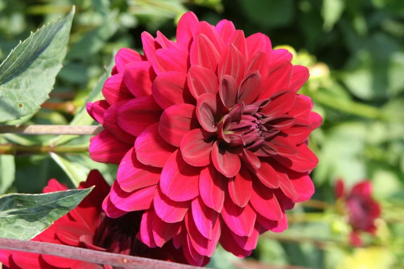 Dahlia 'Karma Naomi' (Seerosenblütige Dahlie)
