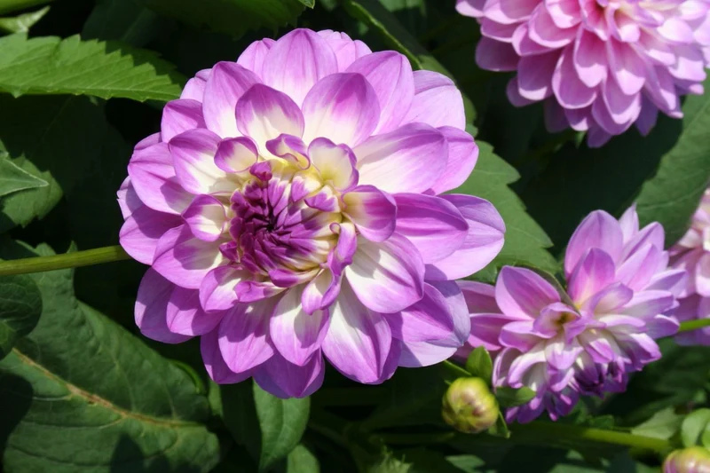 Dahlia 'Blue Wish' (Seerosenblütige Dahlie)