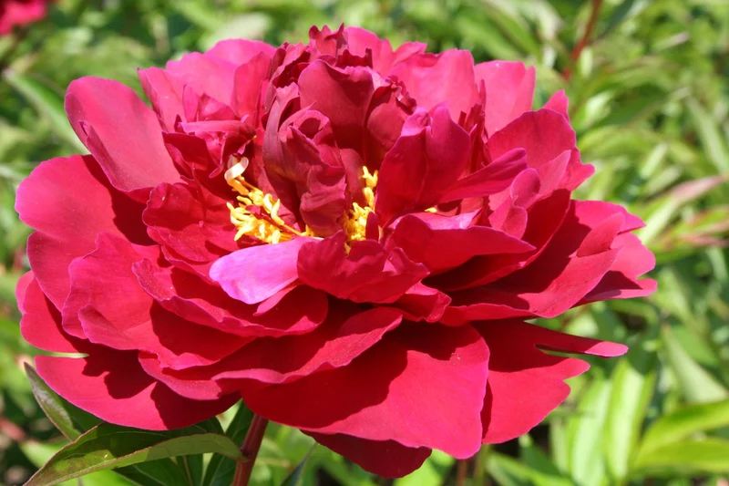 Paeonia lactiflora 'The Mighty Mo' (Staudenpfingstrose)