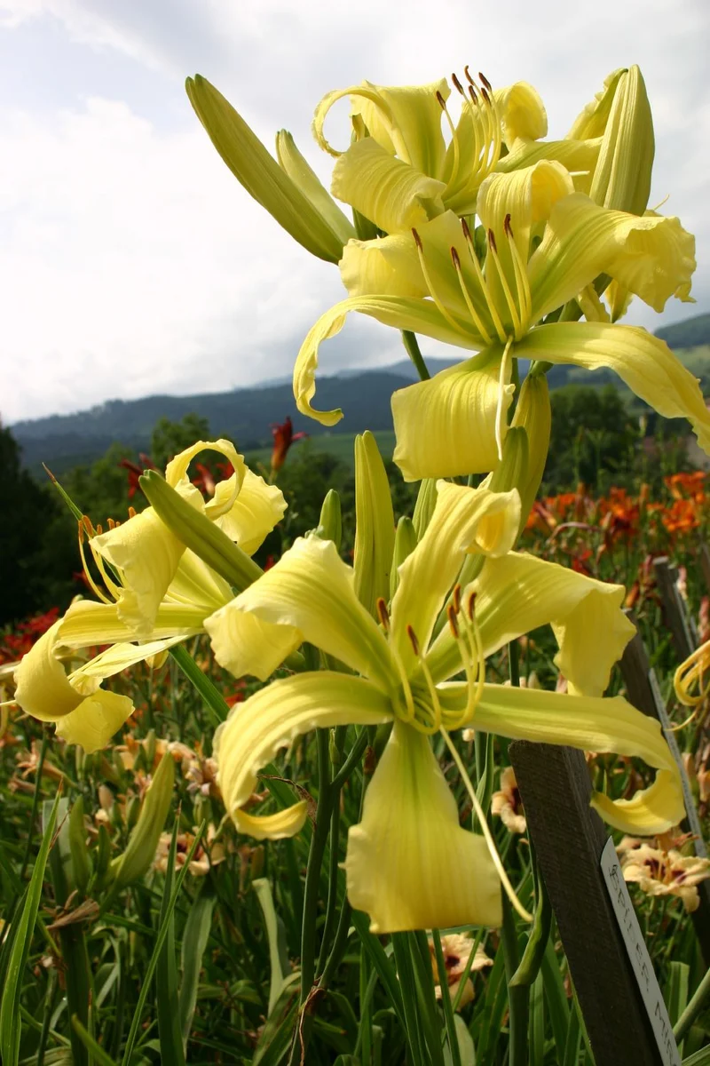 Hemerocallis 'Spider Miracle' (Großblumige Taglilie)