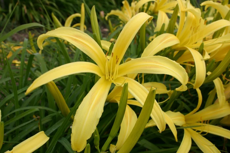 Hemerocallis 'Kindly Light' (Großblumige Taglilie)