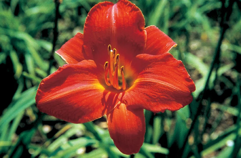 Hemerocallis 'Ansgar' (Großblumige Taglilie)