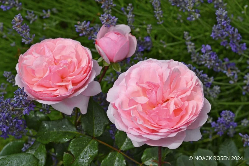 Rose 'Darling' ® (Beetrose)