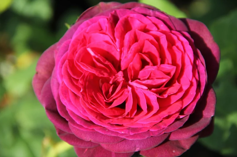 Rose 'Astrid Gräfin von Hardenberg' (Strauchrose)