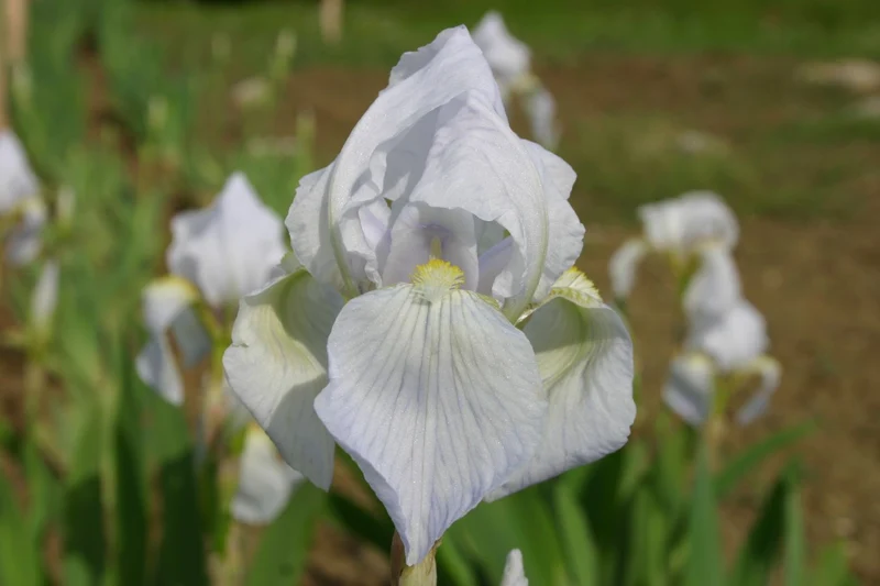 Iris florentina (Veilcheniris)