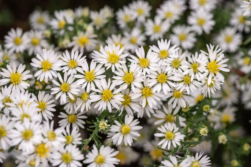 Aster ericoides 'Schneetanne' (Myrten-Aster)
