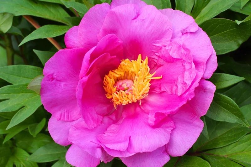Paeonia Itoh-Hybride 'Gordon E. Simonson' (Intersektionelle Pfingstrose)