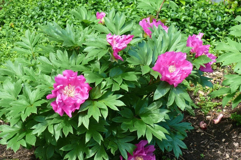 Paeonia Itoh-Hybride 'Gordon E. Simonson' (Intersektionelle Pfingstrose)
