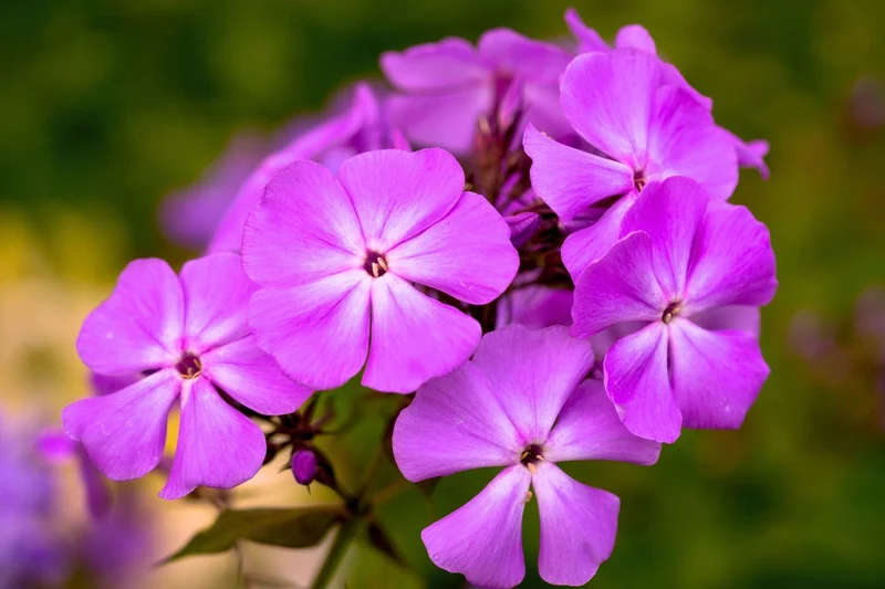 Phlox paniculata 'Amethyst' (Hohe Flammenblume)