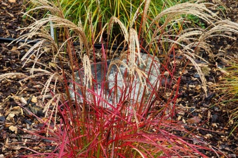 Miscanthus sinensis 'Ruby Cute' (Halbhohes Chinaschilf)