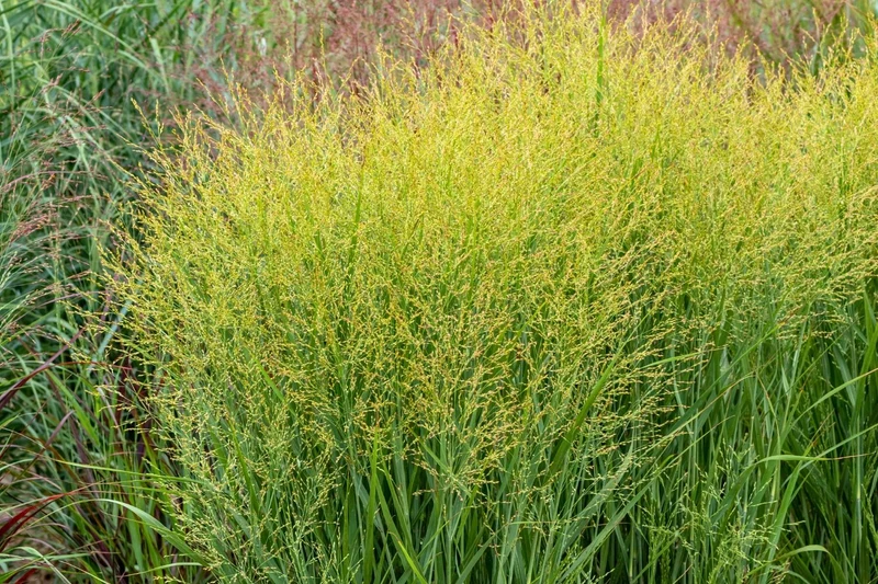 Panicum virgatum 'JS Buffalo Green' (Rutenhirse)