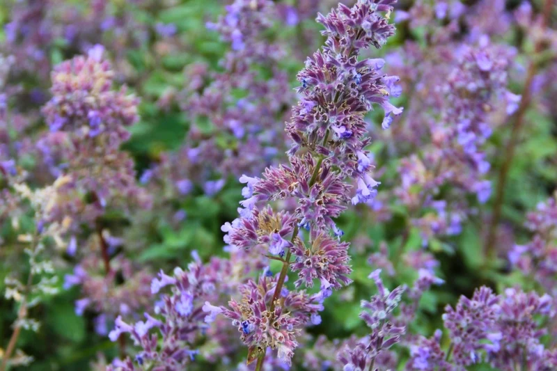Nepeta grandiflora 'Summer Magic' (Großblütige Garten-Katzenminze)