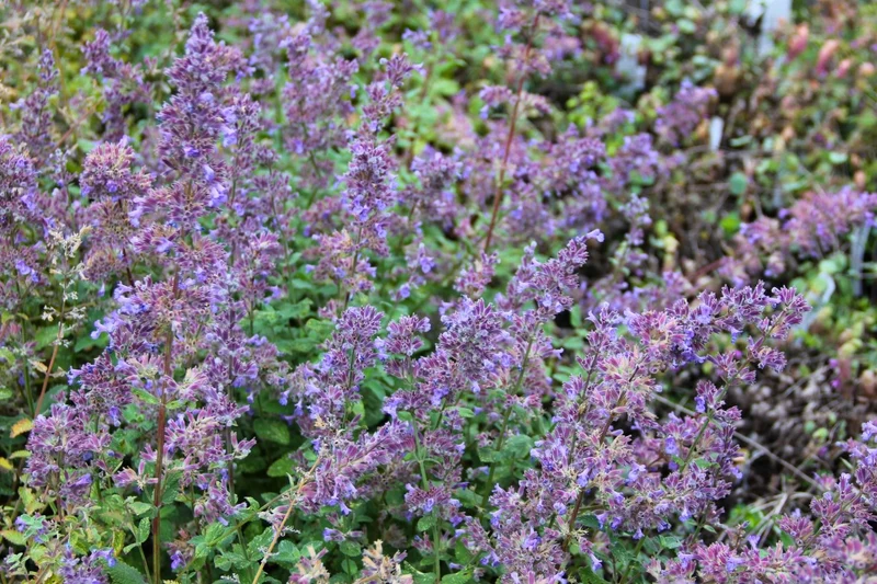 Nepeta grandiflora 'Summer Magic' (Großblütige Garten-Katzenminze)