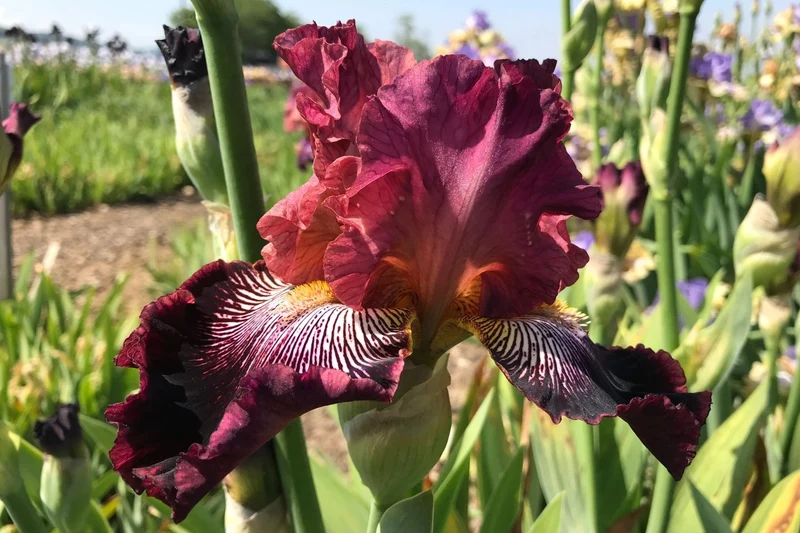 Iris Barbata-Elatior 'Duc de Sully' (Hohe Bartschwertlilie)