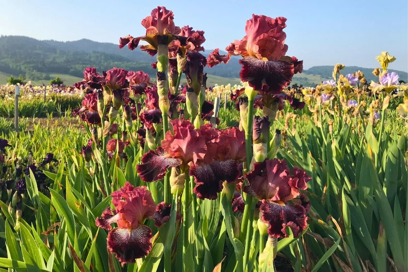 Iris Barbata-Elatior 'Duc de Sully' (Hohe Bartschwertlilie)