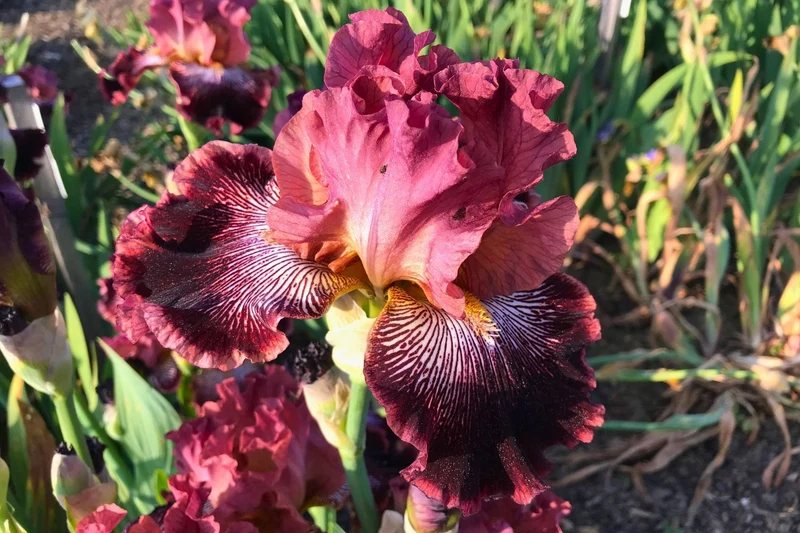 Iris Barbata-Elatior 'Duc de Sully' (Hohe Bartschwertlilie)