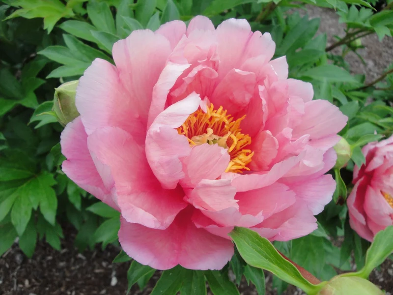 Paeonia Itoh-Hybride 'Pink Double Dandy' (Intersektionelle Pfingstrose)