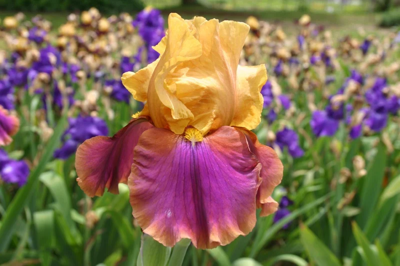 Iris Barbata-Elatior 'Syncopation' (Hohe Bartschwertlilie)