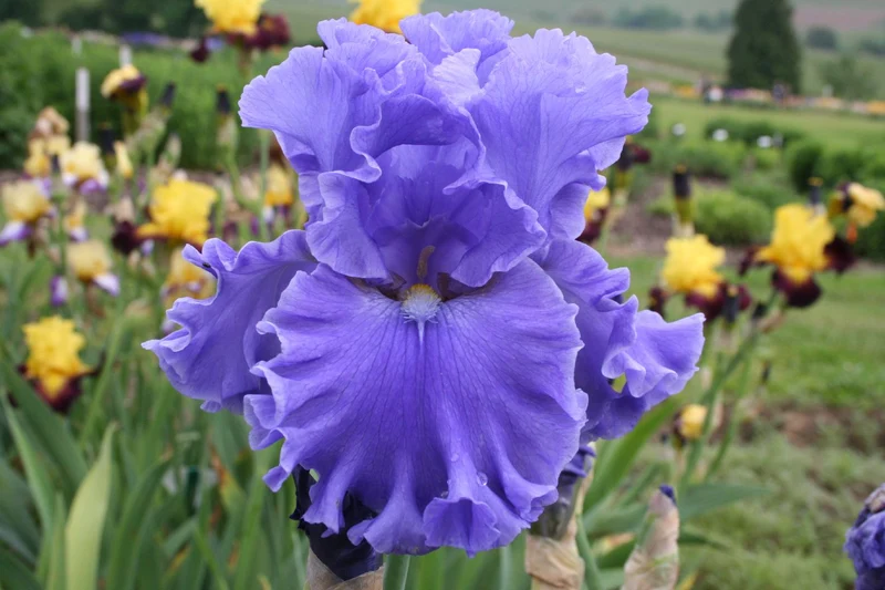 Iris Barbata-Elatior 'Sea Power' (Hohe Bartschwertlilie)