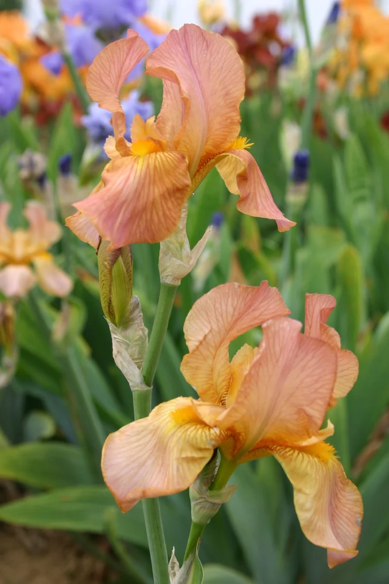 Iris Barbata-Elatior 'Impromptu' (Hohe Garten-Schwertlilie)