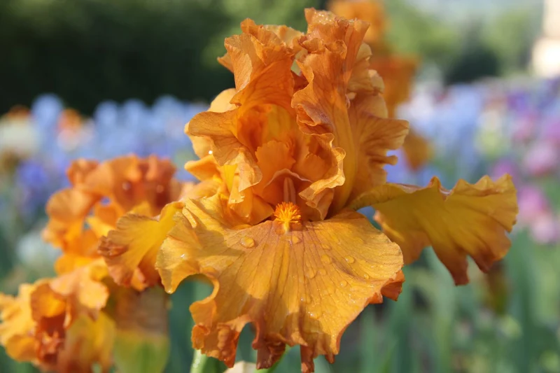 Iris Barbata-Elatior 'Golden Panther' (Hohe Bartschwertlilie)
