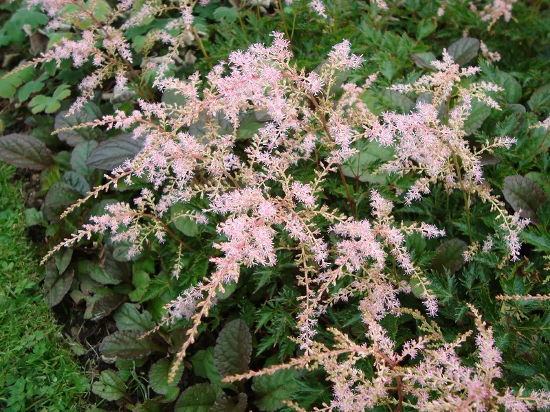 Astilbe x glaberrima 'Sprite' (Prachtspiere)