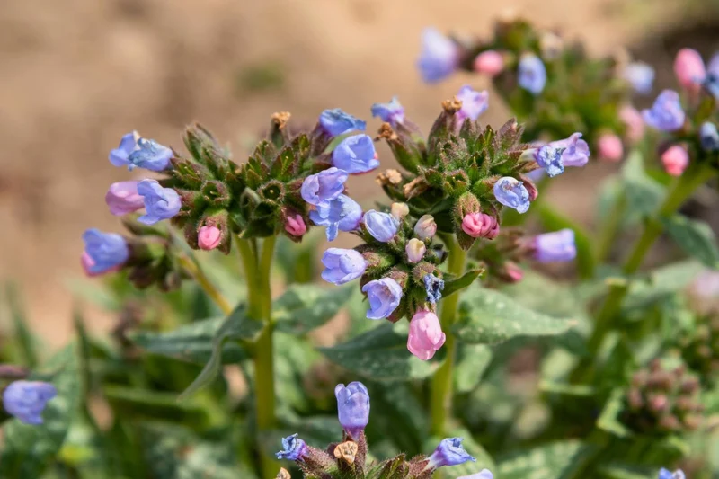 Pulmonaria 'Twinkle Toe' (Lungenkraut)